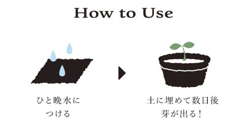 How to Use ①一晩水につける ②土に埋めて数日後芽が出る